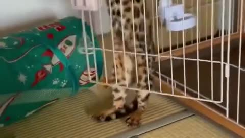 Baby Dogs - Cute and Funny Dog Video