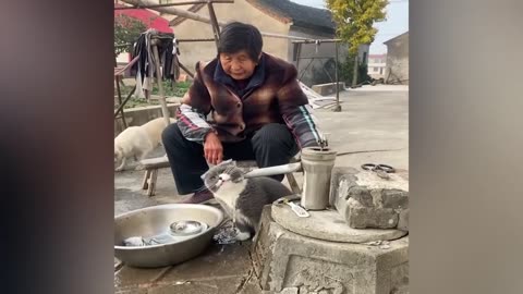 New Funny Videos 😍 Cutest Cats and Dogs 🐱🐶
