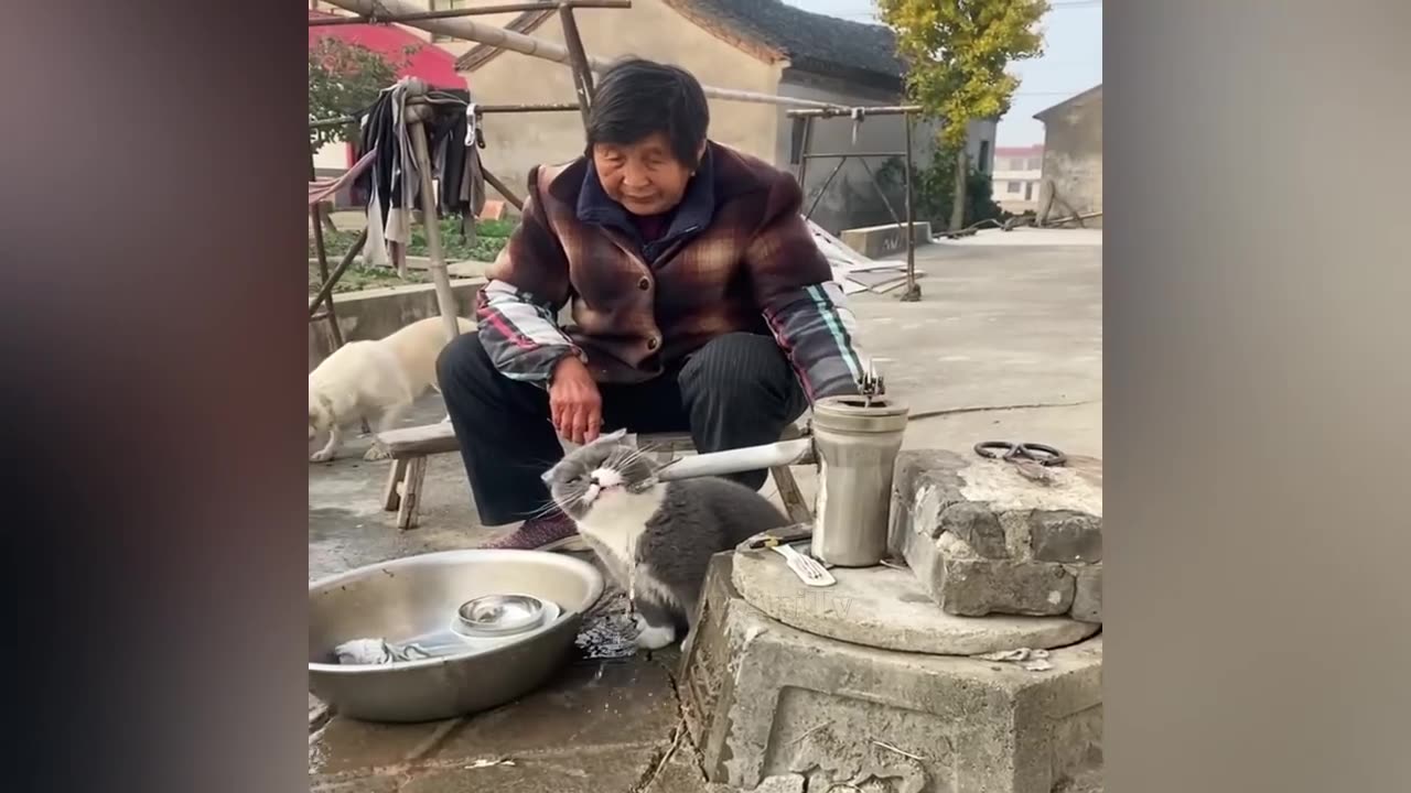 New Funny Videos 😍 Cutest Cats and Dogs 🐱🐶