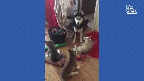 FUNNIEST Huskies 😂 | 15 Minutes Best Videos