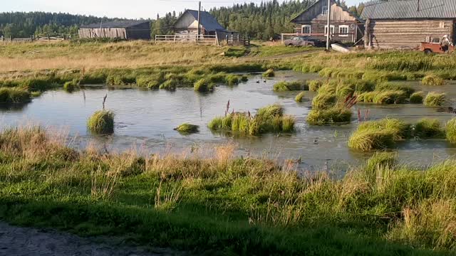 Ducks swim beautifully in the pond