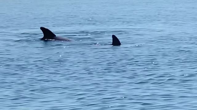 Beautiful day on the water. 💙🐬