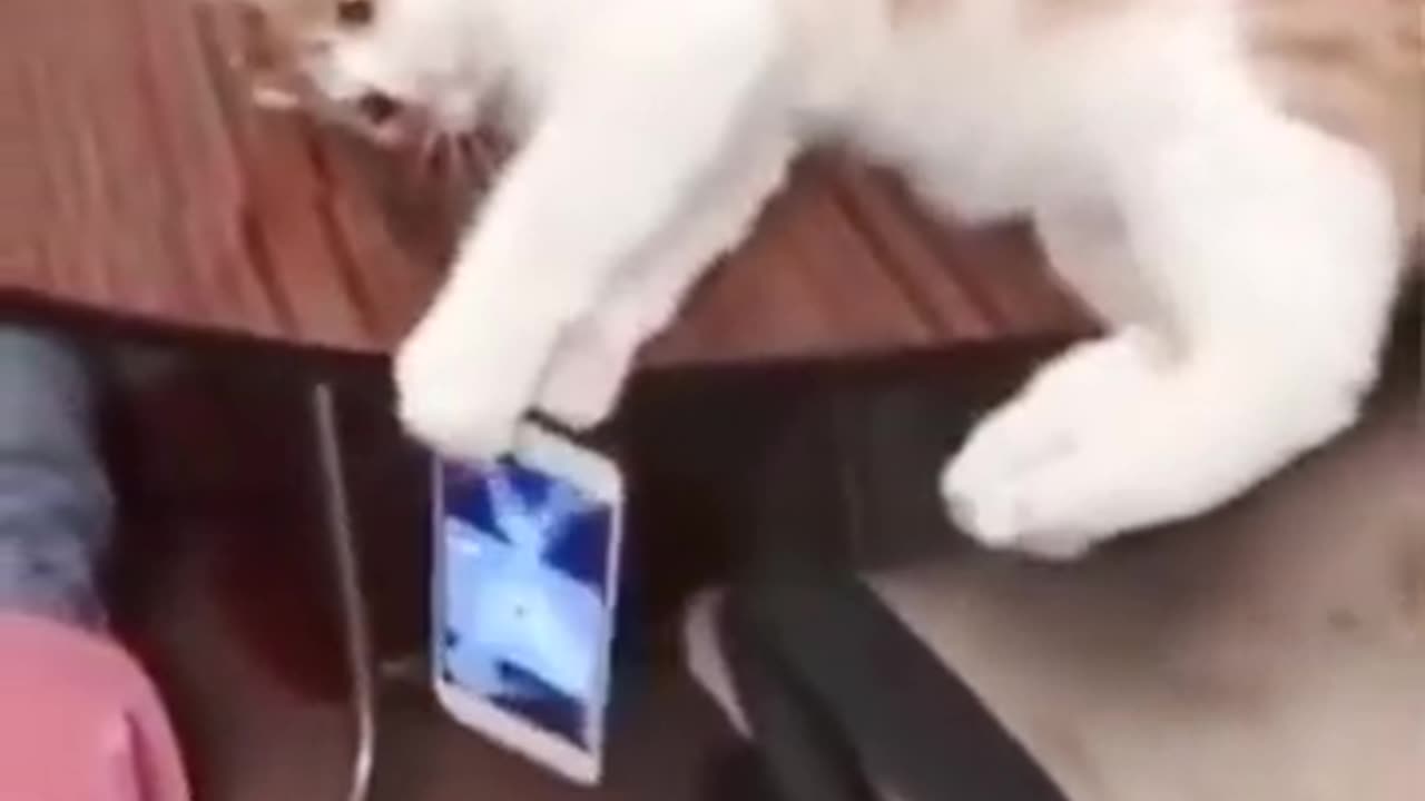 Alert cat saved mobile from falling down #shorts #viral #shortsvideo #video