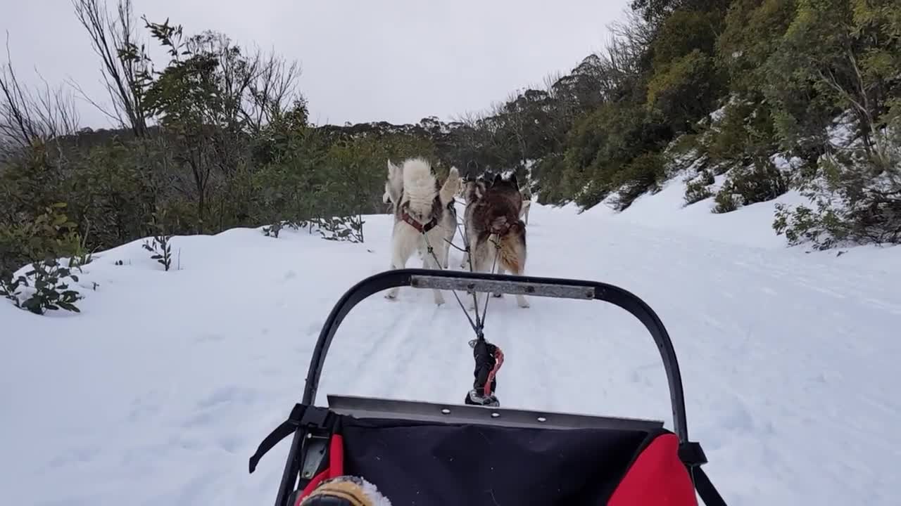 Australian Sled Dog Tours with Siberian Huskies in Mt Buller