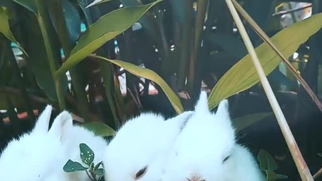 Watch the magnificence of these little bunnies🥰