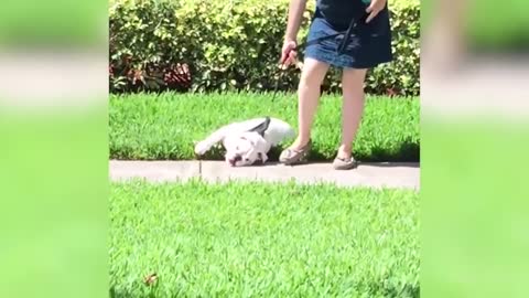 FUNNY ANIMALS
