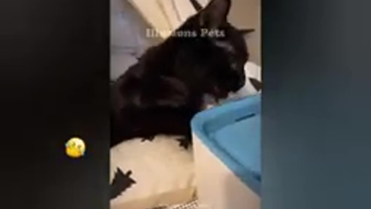 Cats funny super