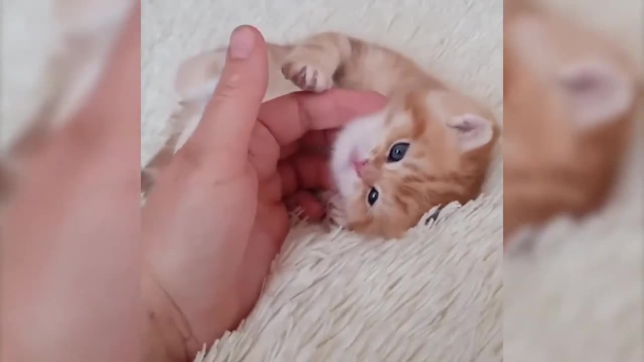 Funny video Animals