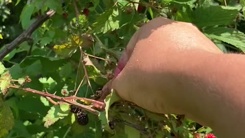 Hunting blackberries