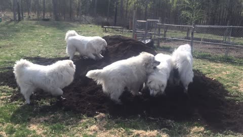 Great Pyrenees Pack Playing in the Dirt.