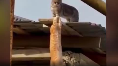 Funny cat