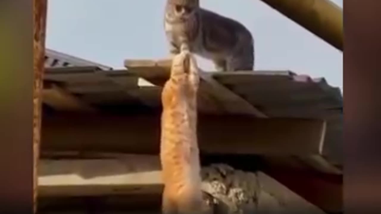 Funny cat