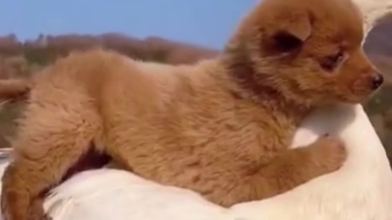 Funny Animal Videos That Will Make Your Day: Cats, Dogs, and More!