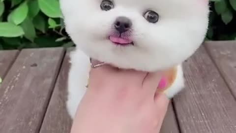 Cute dog