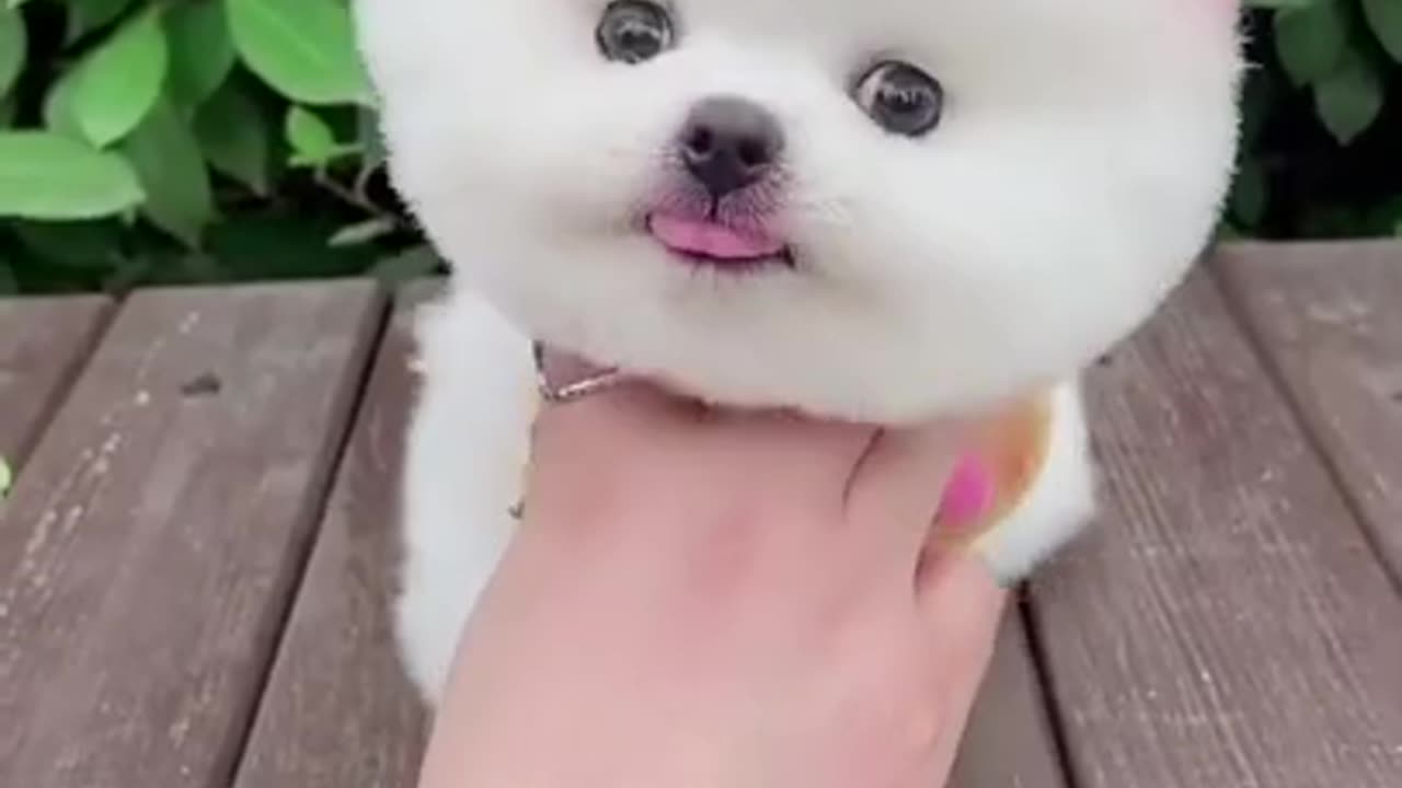 Cute dog