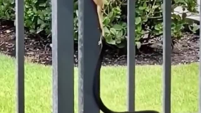 Can it escape