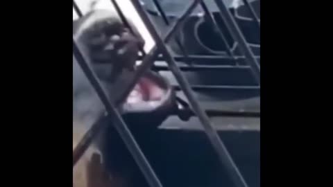 😁Funny animal videos - Funny cats/dogs - Funny animals