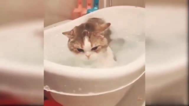 Funny and cute cat compilation.