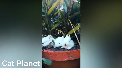 Cute Bunnies