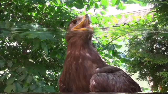 Falcon standing on a tree