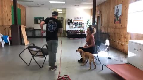 Leash reactive dog training- Dog reactivity training