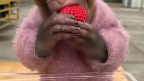 This fella appreciates good food😍🐵🍓