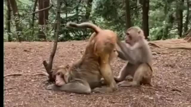 #Monkey injoy relationship with female monkey//so cute