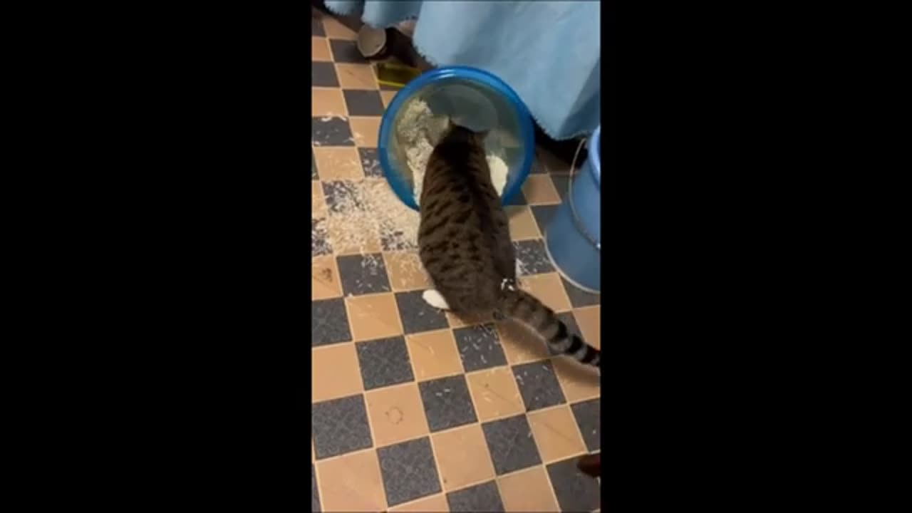 Funny & happy cat