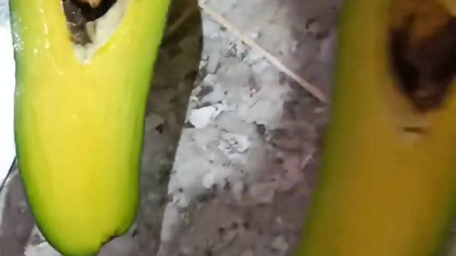 Amazing local avocado