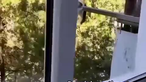 Fanny cat