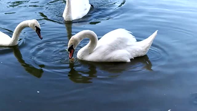 shorts nature swans recommendations top rivers vacation relaxation birds