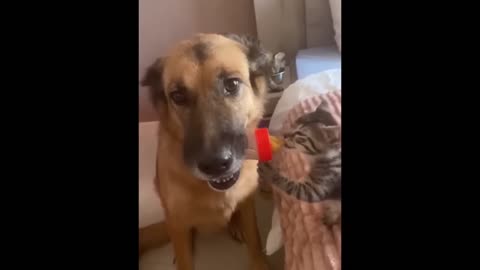 Funniest Cats and Dogs Videos