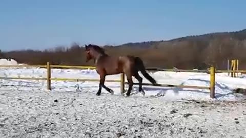 beautiful Horse of world