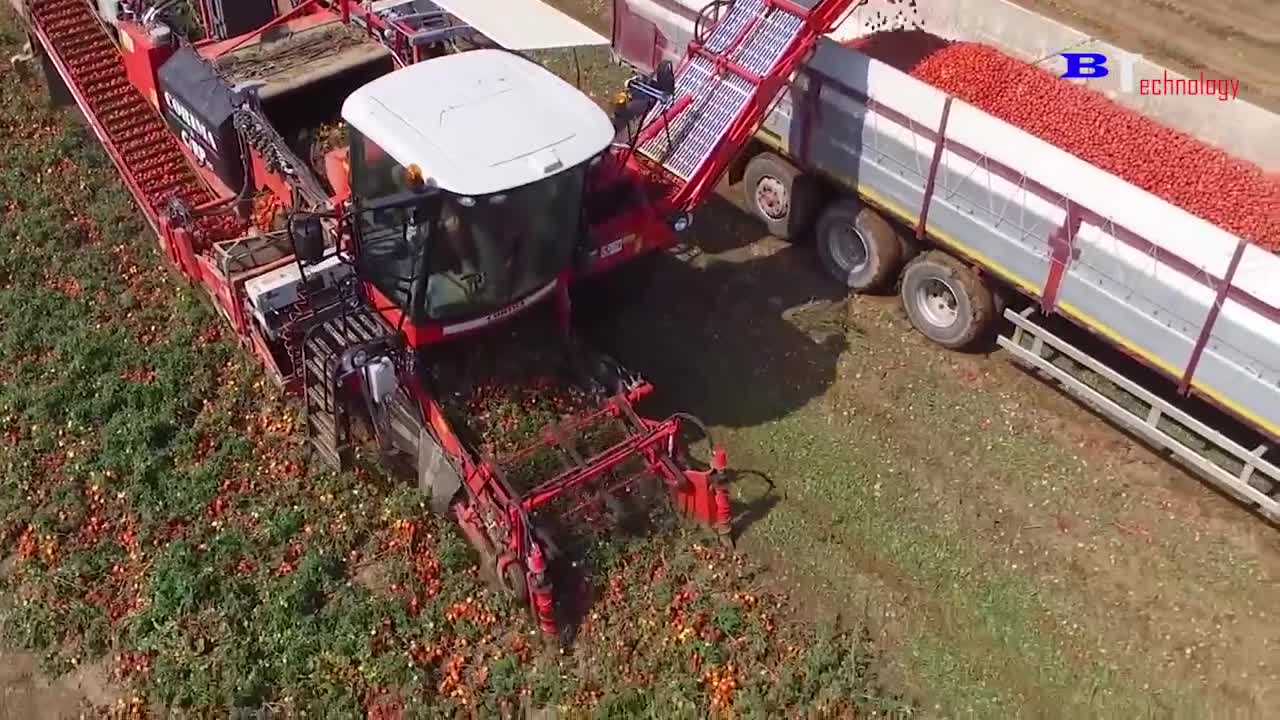 How Tomato Ketchup Is Made, Tomato Harvesting And Processing Process With Modern Technology