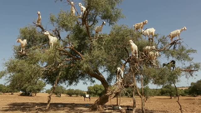 The goats are on the tree