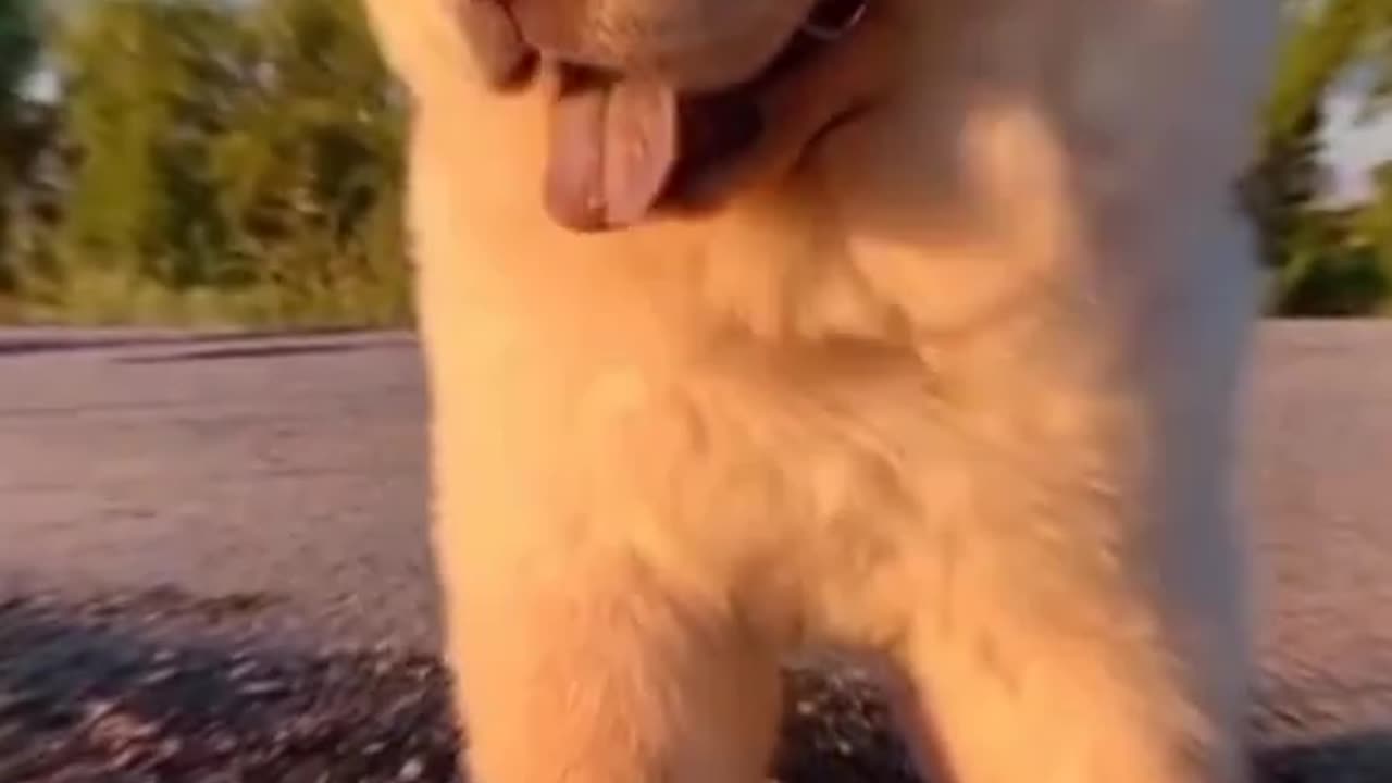 Cute dog puppy beautiful perty dogs video part 9