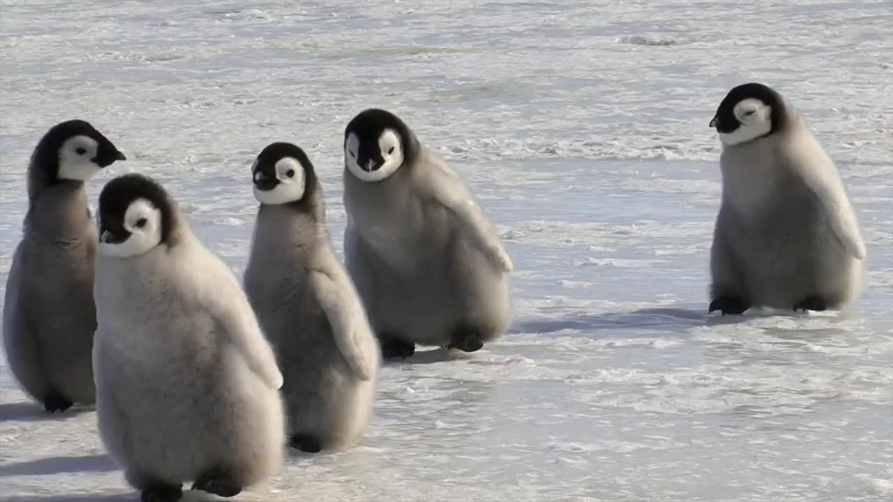 #WildlifeWednesday 🐧 The CUTEST penguin chicks!