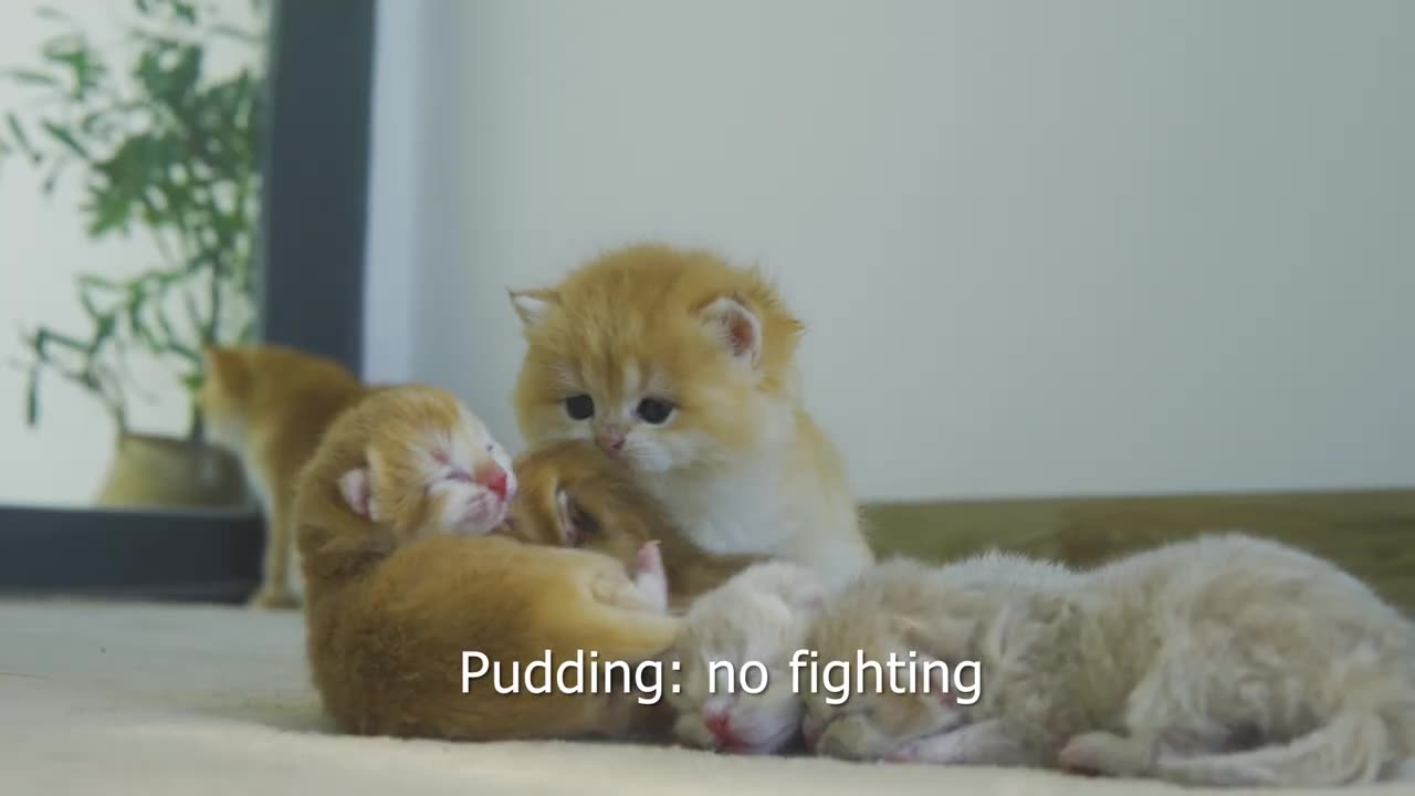 Kitten pudding want to take care of the baby cats when their mother is not around