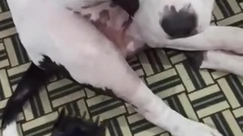 The dog is smarter
