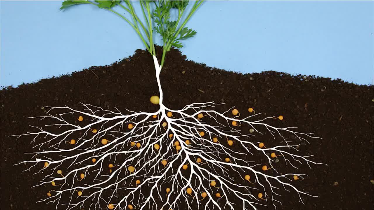 what are micos?down to earth fertilizer
