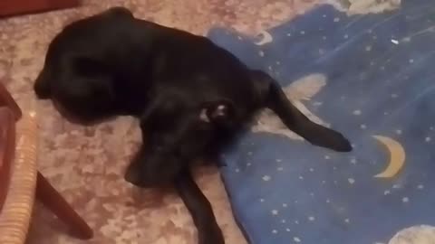 my funny dog how does my dog ​​play when he is bored