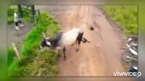 Two dogs try to mess up with bull were swing off
