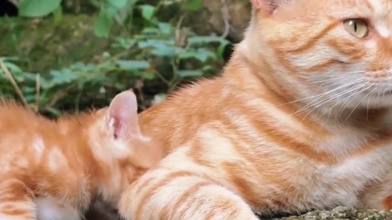 Cute Cat