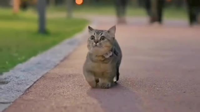 Cute and beautiful cat video keep you smile😇