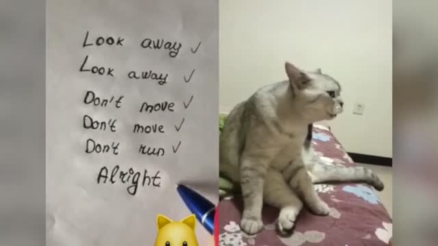 Funny cats talking