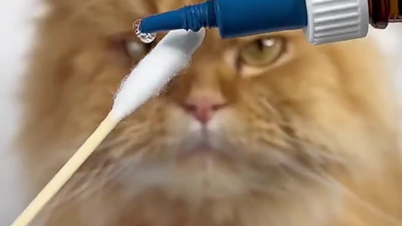 Skin care cat part3😅🤗🐈⬛|coming soon next part....