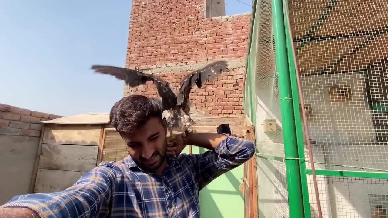 Green parrot ka Pair Ageap5