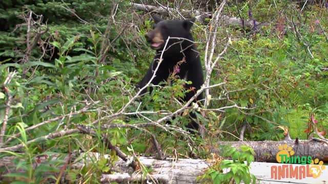 BLACK BEAR - - Kids' Animal Channel - Everything Animal