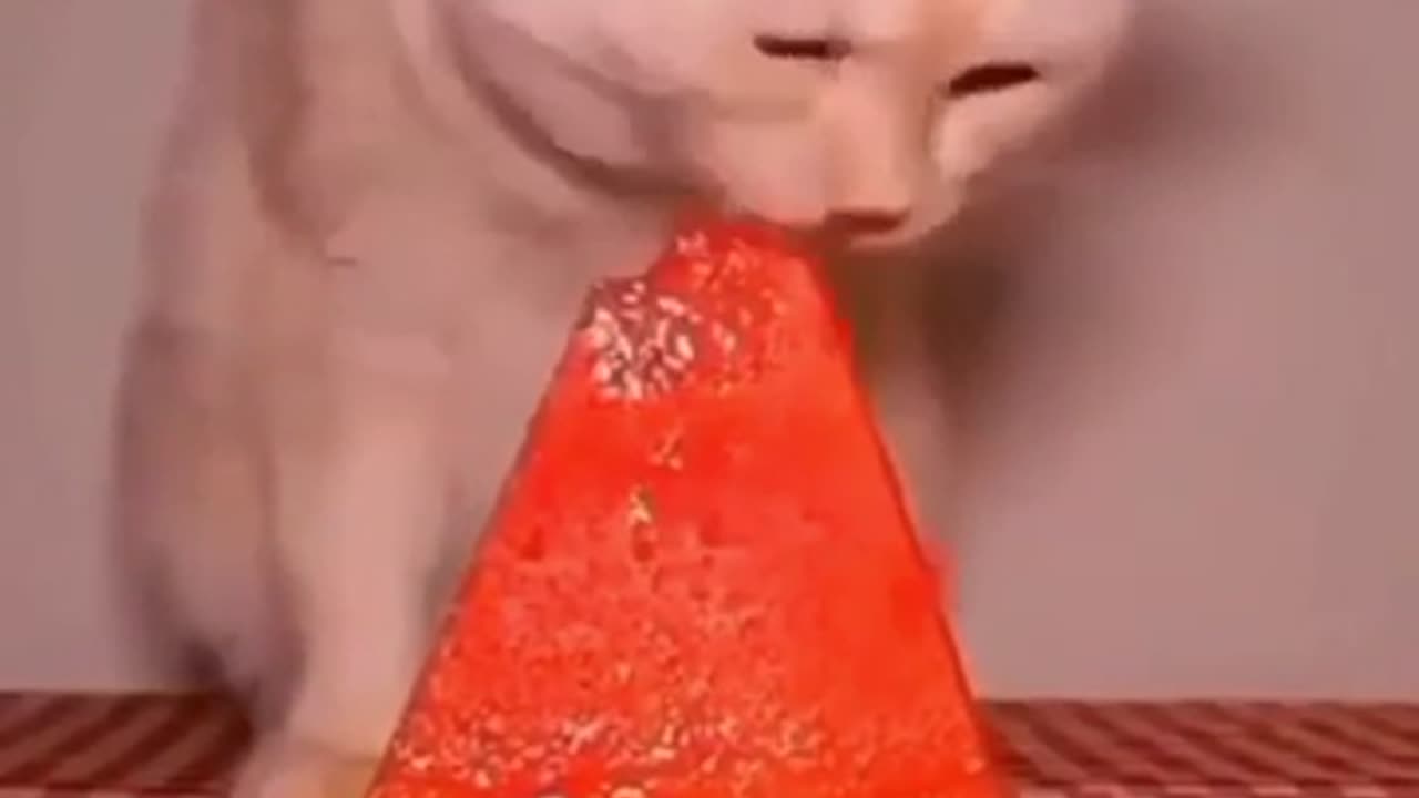 Cat eating watermelon