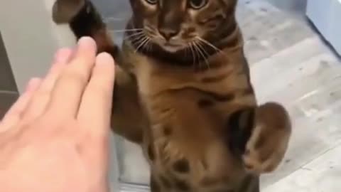 super cute cat